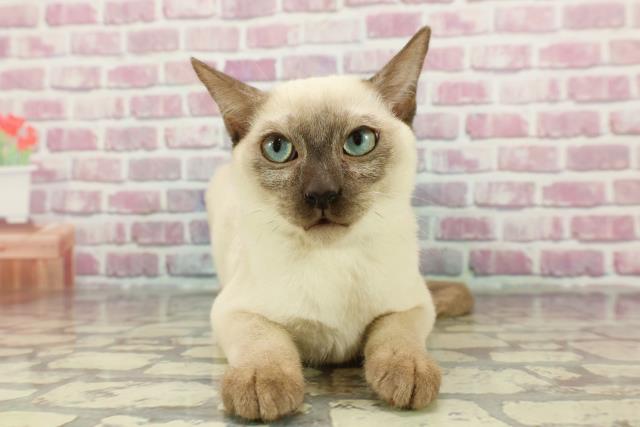 兵庫県のトンキニーズ (Coo&RIKU伊丹店/2024年8月13日生まれ/男の子/シールポイント)の子猫