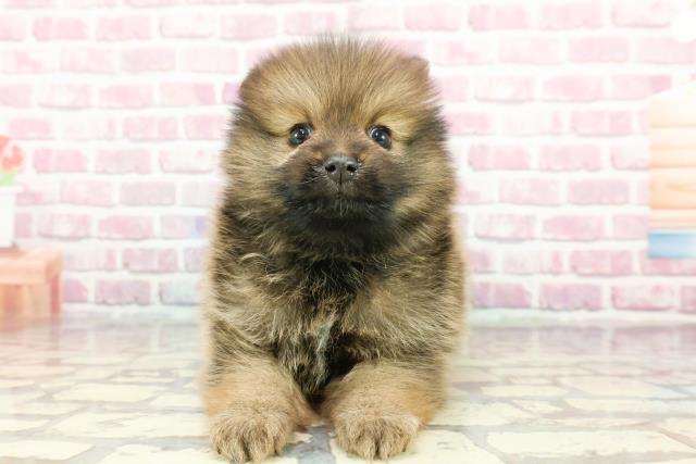 京都府のポメラニアン (Coo&RIKU京都店/2024年11月18日生まれ/男の子/オレンジセーブル)の子犬
