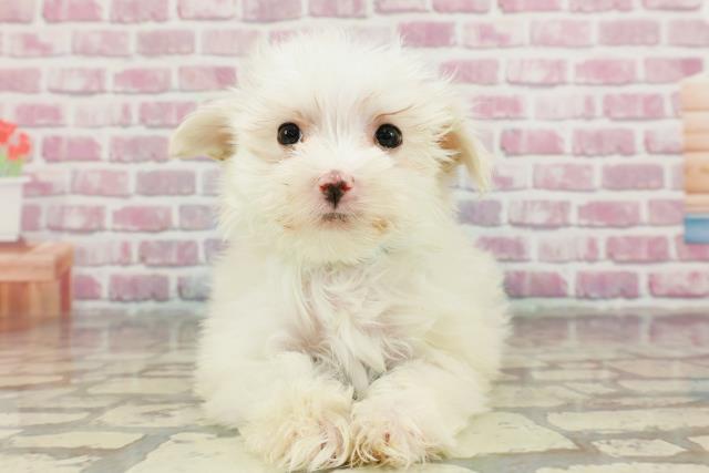 新潟県のマルチーズ (Coo&RIKU長岡店/2024年11月14日生まれ/男の子/ホワイト)の子犬