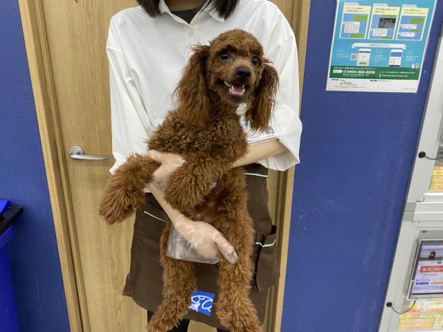 トイ・プードル