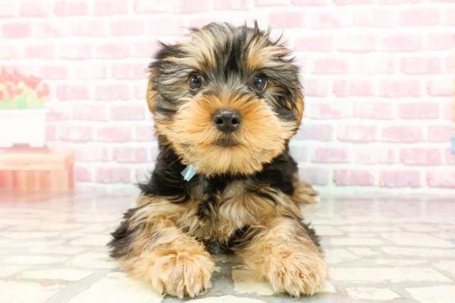 福島県のヨークシャーテリア (Coo&RIKU福島店/2024年11月8日生まれ/男の子/スチールブルータン)の子犬