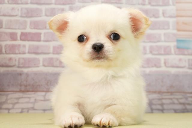 静岡県のチワワ(ロング) (Coo&RIKU浜松店/2024年11月17日生まれ/男の子/クリーム)の子犬