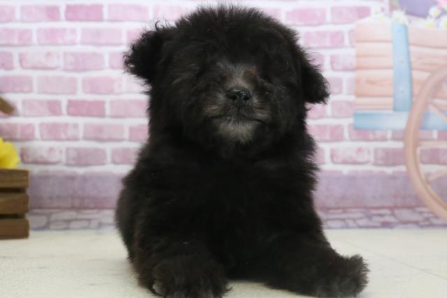 福岡県のティーカッププードル (Coo&RIKU小倉店/2024年11月20日生まれ/男の子/ブラック)の子犬