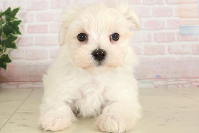 熊本県のマルチーズ (Coo&RIKU熊本店/2024年11月18日生まれ/男の子/ホワイト)の子犬