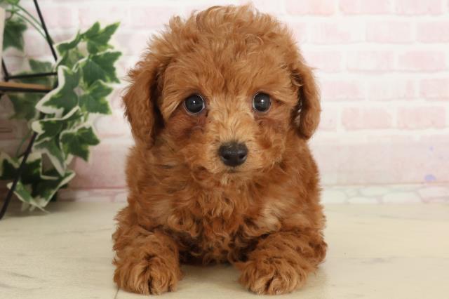 佐賀県のトイプードル(トイ) (Coo&RIKU佐賀神埼店/2024年11月19日生まれ/男の子/レッド)の子犬