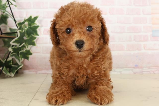 大分県のトイプードル(トイ) (Coo&RIKU大分店/2024年11月20日生まれ/男の子/レッド)の子犬