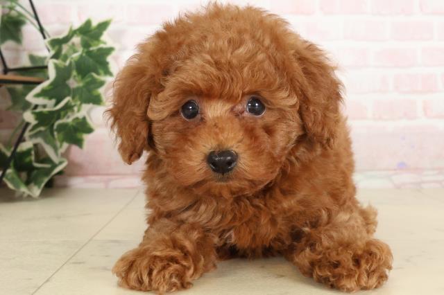 鹿児島県のトイプードル(トイ) (Coo&RIKU鹿児島店/2024年11月18日生まれ/男の子/レッド)の子犬