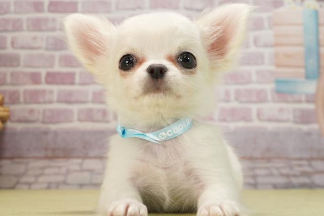 静岡県のチワワ(ロング) (Coo&RIKU掛川店/2024年11月11日生まれ/男の子/クリーム)の子犬