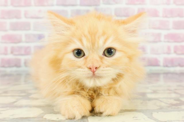 埼玉県のラガマフィン (Coo&RIKU所沢店/2024年11月6日生まれ/男の子/レッドタビー)の子猫