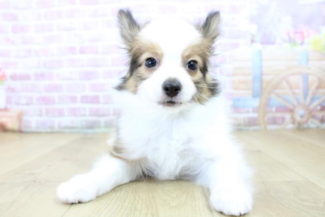 パピヨン