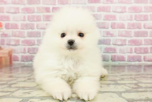 福井県のポメラニアン (Coo&RIKU福井店/2024年11月13日生まれ/男の子/クリーム)の子犬