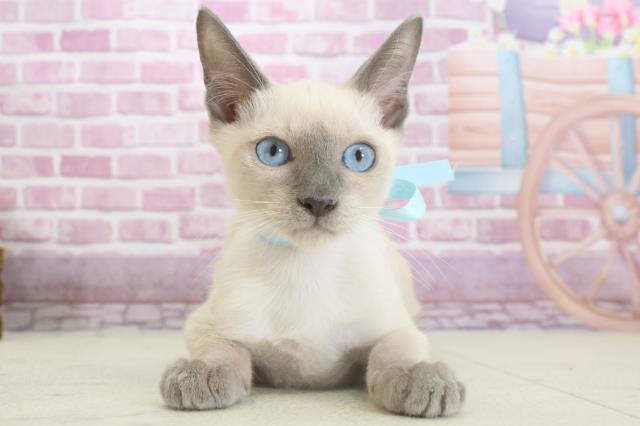 広島県のトンキニーズ (Coo&RIKU福山店/2024年10月19日生まれ/男の子/ナチュラルミンク)の子猫
