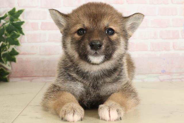 柴犬の子犬(メス♀) 宇土シティモール店|ペットショップCoo&RIKU 柴犬の子犬(メス♀) 宇土シティモール店|ペットショップCoo&RIKU