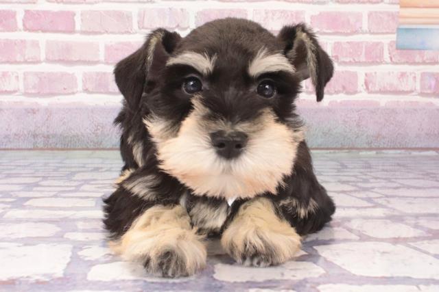 Massimo Lunardon 外せれ 犬 シュナウザー