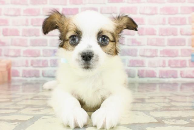 青森県のパピヨン (Coo&RIKU青森店/2024年11月4日生まれ/男の子/ホワイトブラウン)の子犬