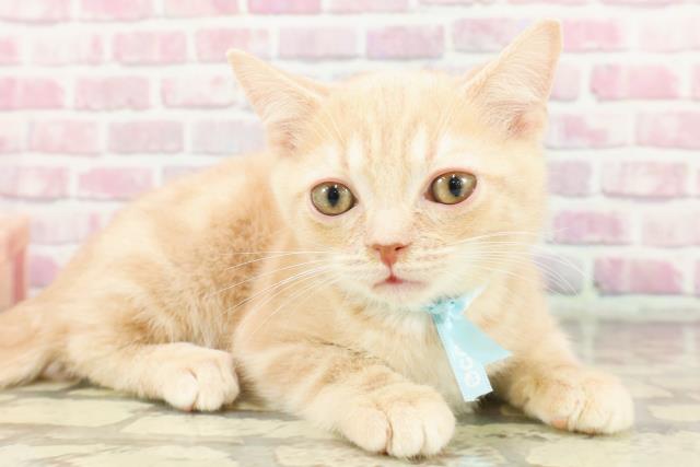 シューコービゴ、ベロ猫男の子