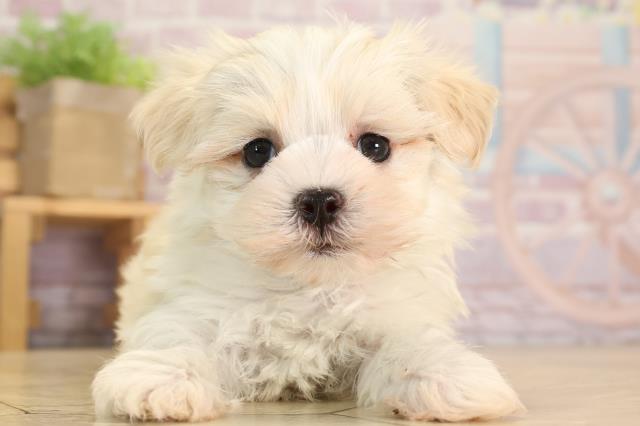愛知県のマルチーズ (Coo&RIKU東海一宮店/2024年11月24日生まれ/女の子/ホワイト)の子犬