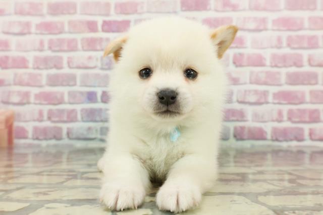 楽天市場】大型犬 引っ張り防止 ハーネス 犬胴輪 引っ張り防止 ハーネス 犬用ハーネス リード 引っ張り防止 セット 小型犬 中型犬 大型犬 胴輪  愛犬の咳き込み軽減に 通気性が抜群 反射テープ かっこいい : sunshine akida