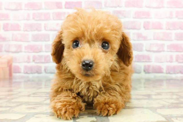 静岡県のトイプードル(トイ) (Coo&RIKU浜松店/2024年11月22日生まれ/男の子/アプリコット)の子犬