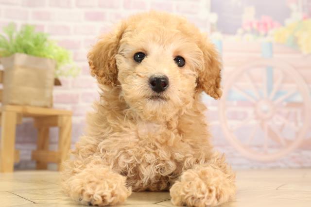 愛知県のミニチュアプードル (Coo&RIKU岡崎店/2024年11月23日生まれ/男の子/レッド)の子犬