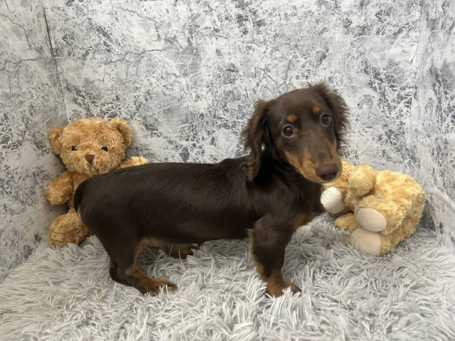 ミニチュア・ダックスフンド