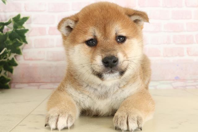 福岡県の柴犬(標準サイズ) (Coo&RIKU福岡西店/2024年11月26日生まれ/男の子/赤)の子犬