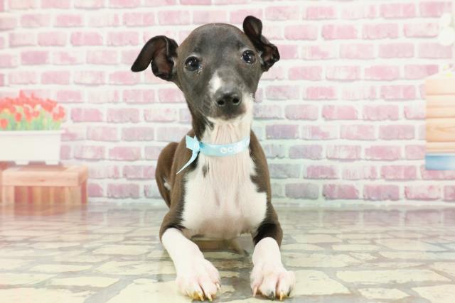岡山県のイタリアングレーハウンド (Coo&RIKU岡山店/2024年11月27日生まれ/男の子/シールホワイト)の子犬