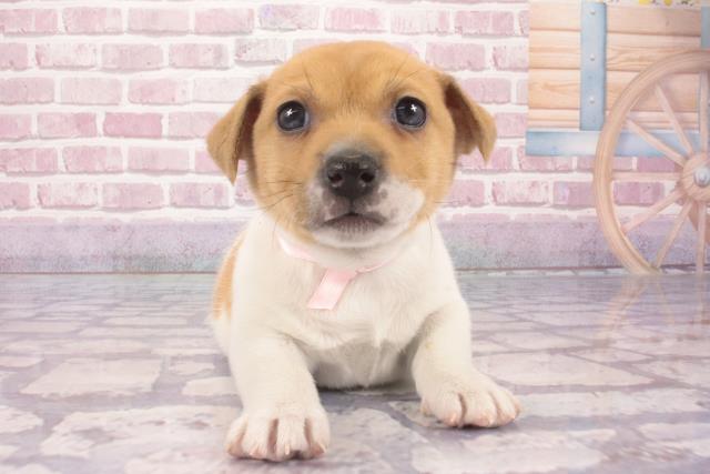 大阪府のジャックラッセルテリア (Coo&RIKU松原店/2024年11月27日生まれ/女の子/タンホワイト)の子犬