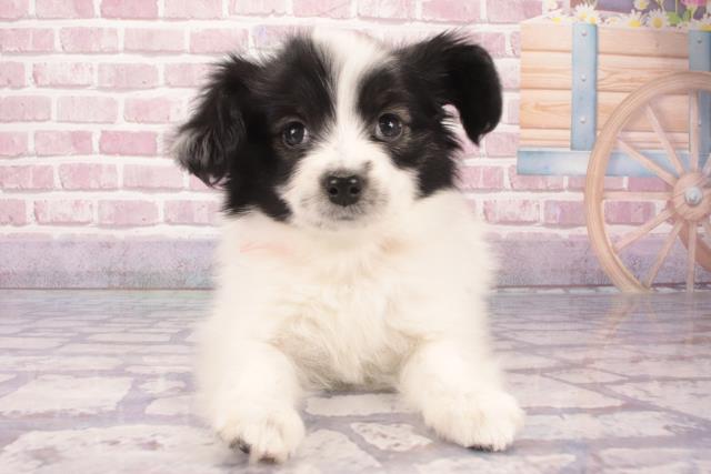 大阪府のパピヨン (Coo&RIKU城東古市店/2024年11月25日生まれ/女の子/トライカラー)の子犬