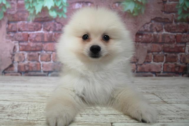 北海道のポメラニアン (Coo&RIKU札幌東店/2024年11月26日生まれ/男の子/クリーム)の子犬