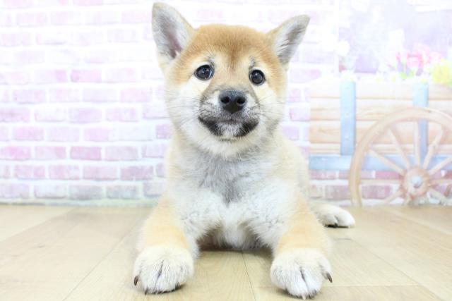 福島県の柴犬(標準サイズ) (Coo&RIKUいわき店/2024年11月30日生まれ/女の子/赤)の子犬