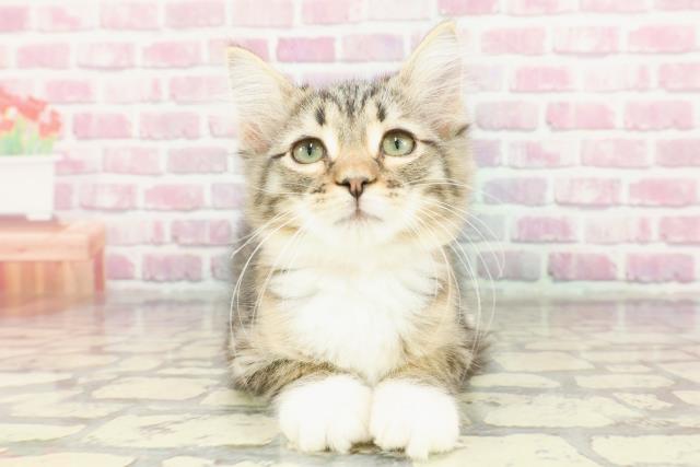 ノルウェージャン・フォレストキャット
