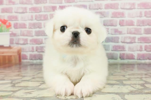 新潟県のペキニーズ (Coo&RIKU長岡店/2024年11月28日生まれ/男の子/ホワイト)の子犬
