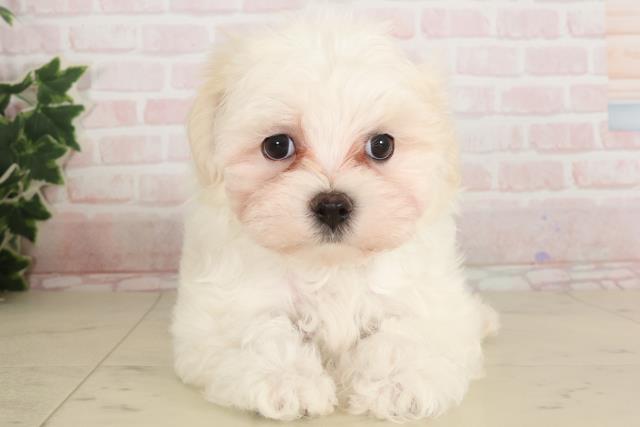 大阪府のマルチーズ (Coo&RIKU枚方店/2024年11月30日生まれ/男の子/ホワイト)の子犬