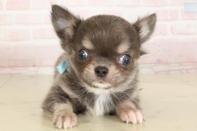 大阪府のチワワ(ロング) (Coo&RIKU高槻店/2024年11月29日生まれ/男の子/ブルーフォーン)の子犬