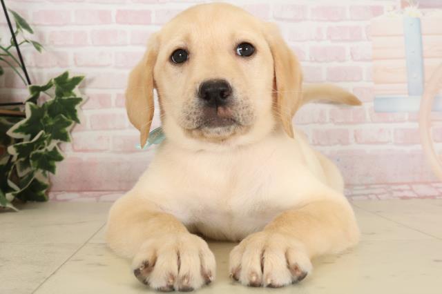 大阪府のラブラドールレトリーバー (Coo&RIKU枚方店/2024年11月27日生まれ/男の子/イエロー)の子犬
