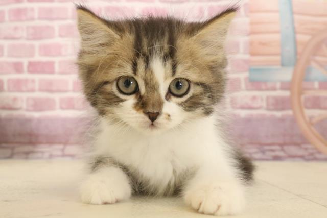 大阪府のラガマフィン (Coo&RIKU梅田店/2024年11月26日生まれ/男の子/ブラウンタビーホワイト)の子猫