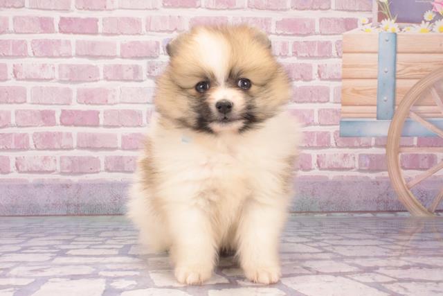 兵庫県のポメラニアン (Coo&RIKU明石店/2024年11月29日生まれ/男の子/パーティーカラー)の子犬