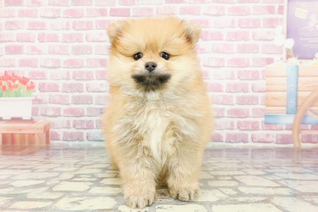 山形県のポメラニアン (Coo&RIKUイオンタウン酒田店/2024年12月2日生まれ/男の子/オレンジ)の子犬