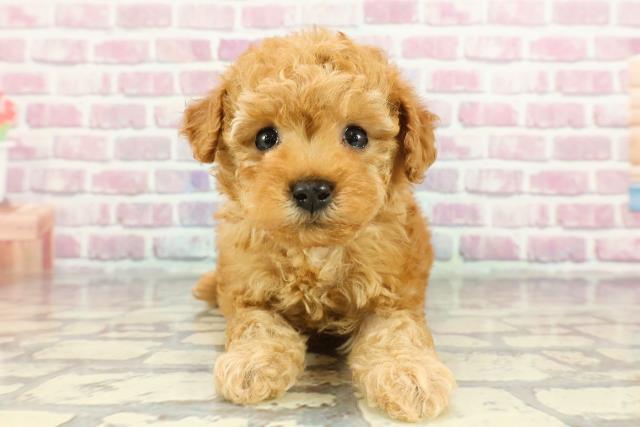千葉県のトイプードル(トイ) (Coo&RIKU東金店/2024年11月30日生まれ/女の子/アプリコット)の子犬