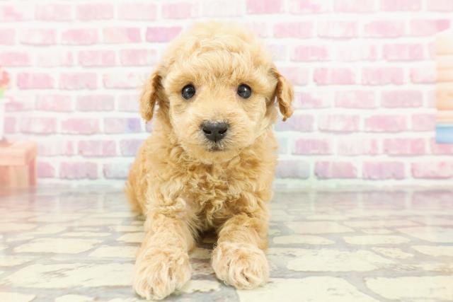 島根県のトイプードル(トイ) (Coo&RIKU出雲店/2024年12月2日生まれ/男の子/クリーム)の子犬