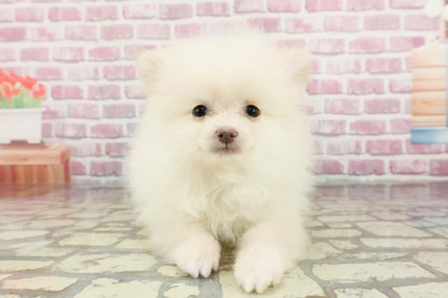 東京都のポメラニアン (Coo&RIKU東久留米店/2024年11月28日生まれ/女の子/クリーム)の子犬