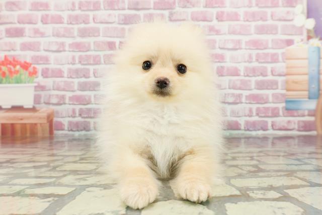 千葉県のポメラニアン (Coo&RIKU流山店/2024年11月28日生まれ/女の子/クリーム)の子犬