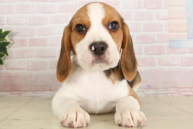 鹿児島県のビーグル (Coo&RIKU鹿屋店/2024年12月4日生まれ/男の子/ハウンドカラー)の子犬
