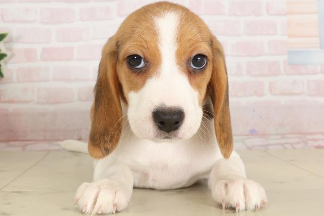 大分県のビーグル (Coo&RIKU大分店/2024年12月4日生まれ/女の子/ハウンドカラー)の子犬