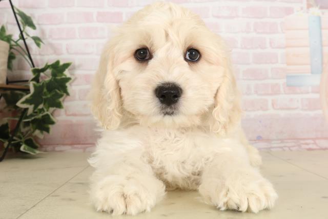 宮崎県のハーフ犬・ミックス犬 (Coo&RIKU宮崎店/2024年11月22日生まれ/男の子/ホワイトクリーム)の子犬