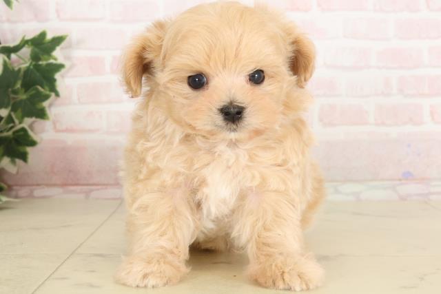 大分県のマルプー(マルチーズ×プードル) (Coo&RIKU大分店/2024年12月2日生まれ/男の子/クリーム)の子犬