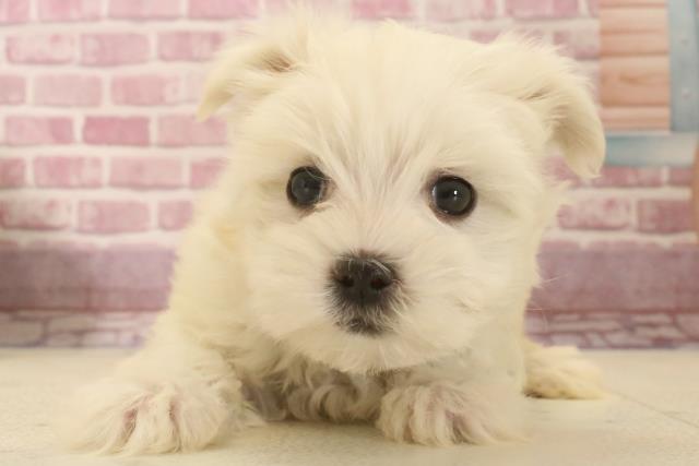 鹿児島県のマルチーズ (Coo&RIKU鹿屋店/2024年12月4日生まれ/男の子/ホワイト)の子犬