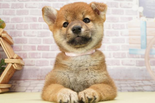 静岡県の柴犬(標準サイズ) (Coo&RIKU藤枝店/2024年12月2日生まれ/女の子/赤)の子犬