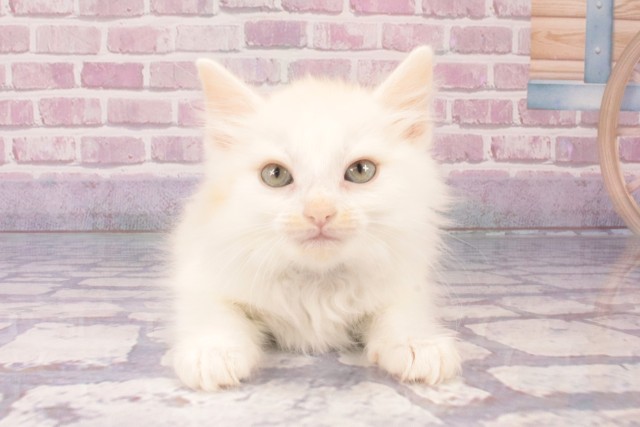 ノルウェージャン・フォレストキャット